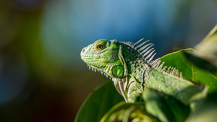 Contemplative Reptile Contemplative Reptile